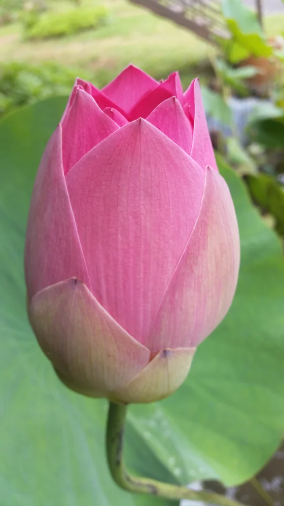 Blomst